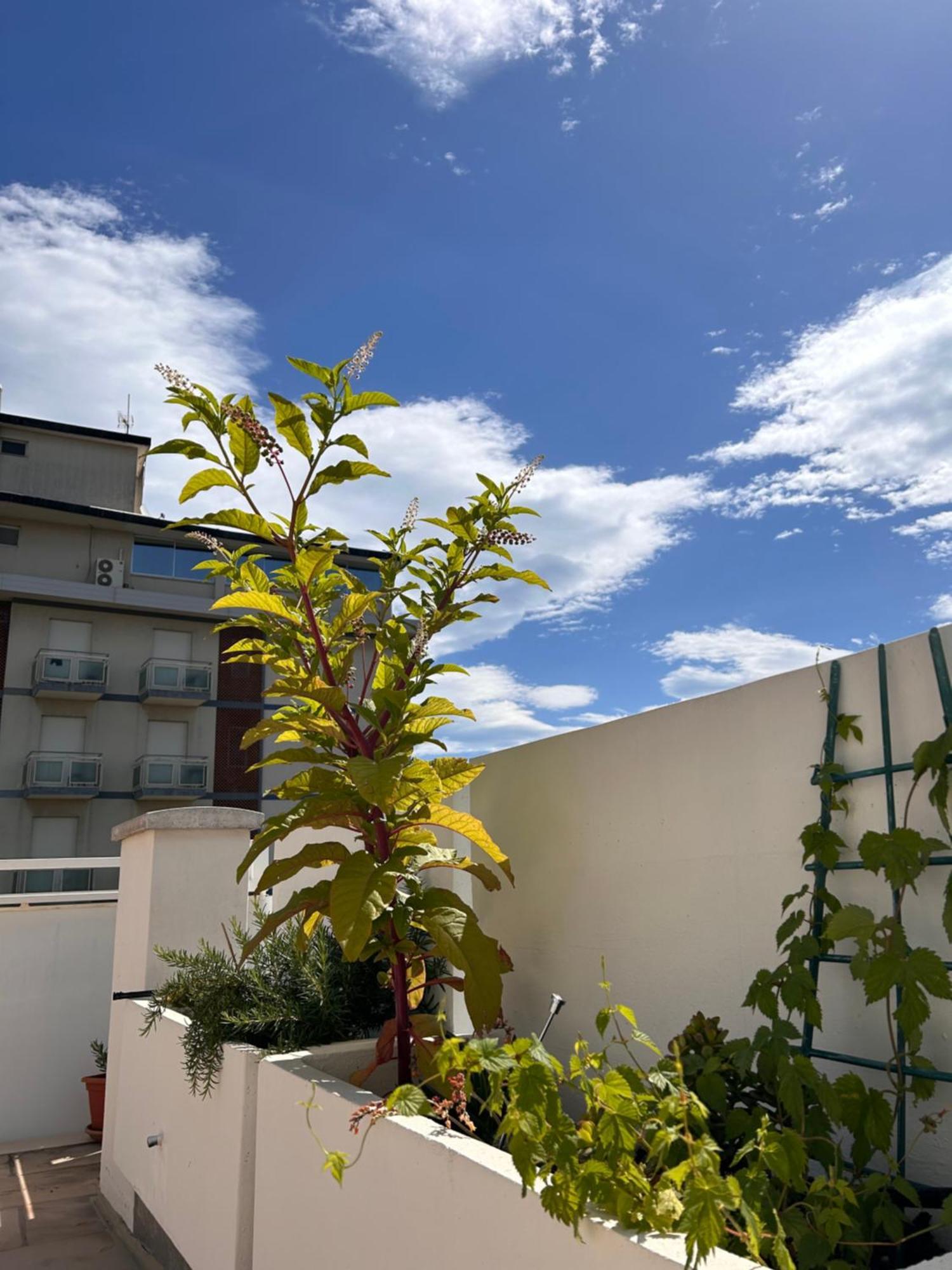 Residence Siesta Rimini Luaran gambar